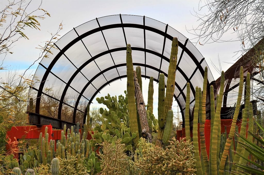 A cactus in Desert Botanical Garden Phoenix advertising agency