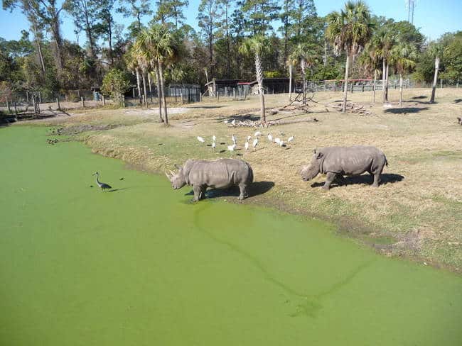 Rhinos near a pond at Jacksonville Zoo and Gardens
