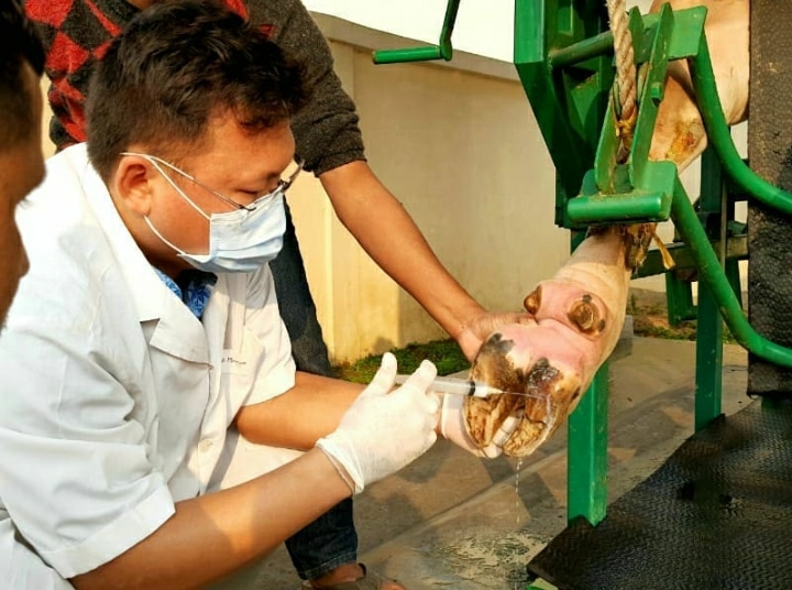 A veternary doctore treating the hoof of a cow, Veterinarian Advertising Agency.
