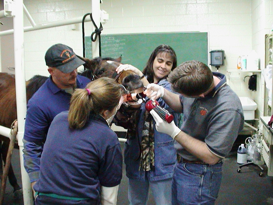 Vet students treating the teeth of a horse, Veterinarian Advertising Agency.