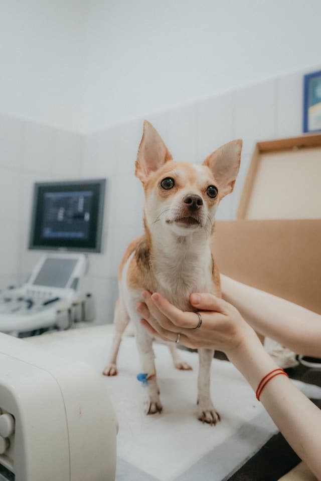 A dog in a veternity hospital, Veterinarian Advertising Agency.