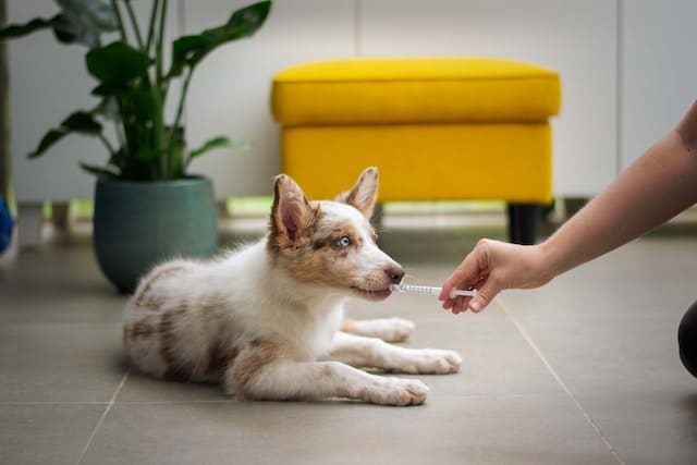 A dog fed through a vaccine, Veterinarian Advertising Agency.