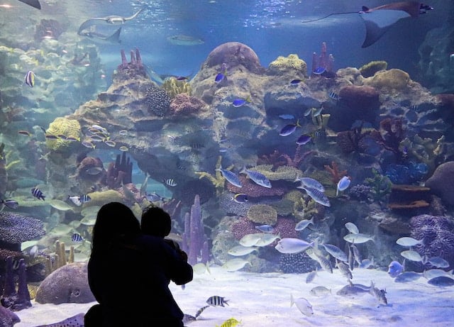 People watching fish inside large acquarium, Zoo & Aquarium Advertising Agency.