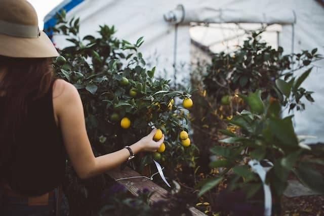 A woman collecting lemon in a greenhoues, Tree Service Advertising Agency.