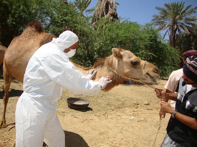 A veternary doctor treating a camel, Veterinarian Advertising Agency.