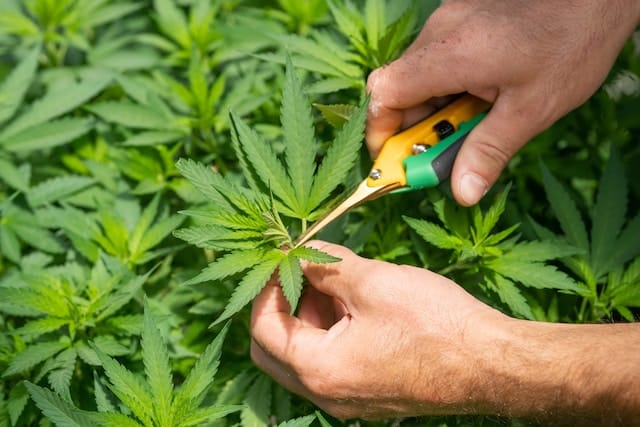 Cannibis plant trimming, Marijuana Advertising Agency.