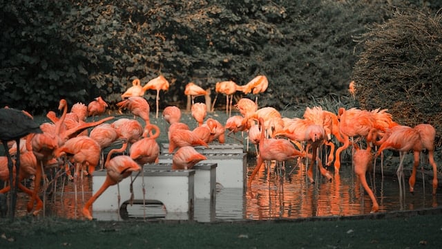 A group of flamingos in a zoo, Zoo & Aquarium Advertising Agency.