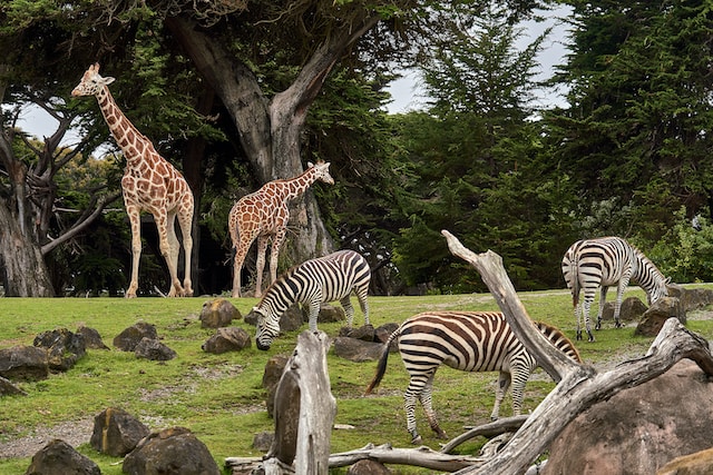A number of zebras and giraffes at zoo, Zoo & Aquarium Advertising Agency.