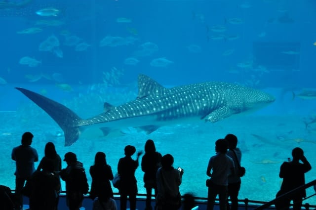 A whale shark in an acquarium with people watching it, Zoo & Aquarium Advertising Agency.