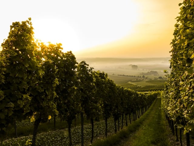 Grapes field during sunset, Wine Advertising Agency.