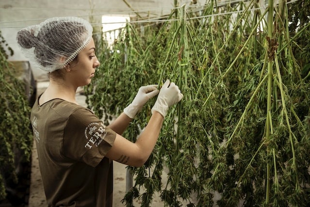 A gardener taking care of cannubis plant, Marijuana Advertising Agency.