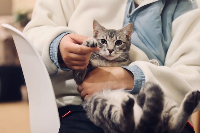 A cat treated by veternity expert, Veterinarian Advertising Agency.